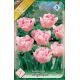 Tulipa Double late - Angelique