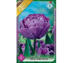 Tulipa Double late - Blue Diamond