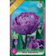 Tulipa Double late - Blue Diamond