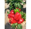 Paprika Gigant F1 - sladká