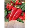Paprika Elitto F1 - sladká