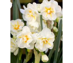 Narcissus - Sir Winston Churchill