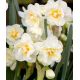 Narcissus - Sir Winston Churchill