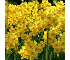 Narcissus - Martinette