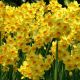 Narcissus - Martinette