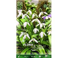 Galanthus single Woronovii