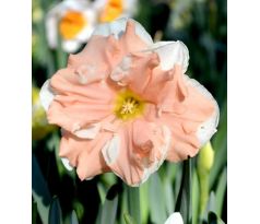 Narcissus - Apricot Whirl
