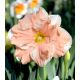 Narcissus - Apricot Whirl