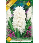 Hyacinthus - Carnegie