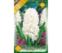 Hyacinthus - Carnegie