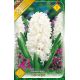 Hyacinthus - Carnegie
