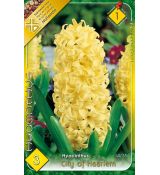 Hyacinthus - City of Haarlem