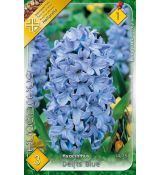 Hyacinthus - Delfts Blue