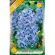 Hyacinthus - Delfts Blue