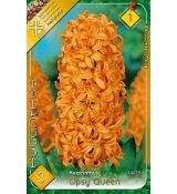Hyacinthus - Gipsy Queen