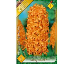 Hyacinthus - Gipsy Queen