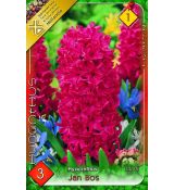 Hyacinthus - Jan Bos