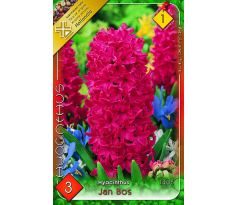Hyacinthus - Jan Bos