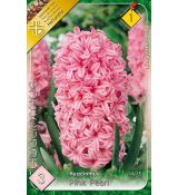Hyacinthus - Pink Pearl