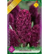 Hyacinthus - Woodstock