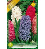Hyacinthus - mixed
