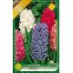 Hyacinthus - mixed