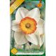 Narcissus Large Cupped - Flower Record