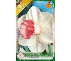 Narcissus Large Cupped - Salome