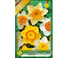 Narcissus large flowered -mixed