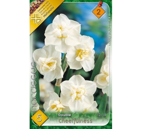Narcissus Double - Cheerfulness