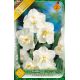 Narcissus Double - Cheerfulness