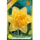 Narcissus Double - Dick Wilden