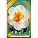 Narcissus Double - Flower Drift