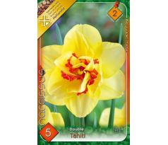 Narcissus Double - Tahiti
