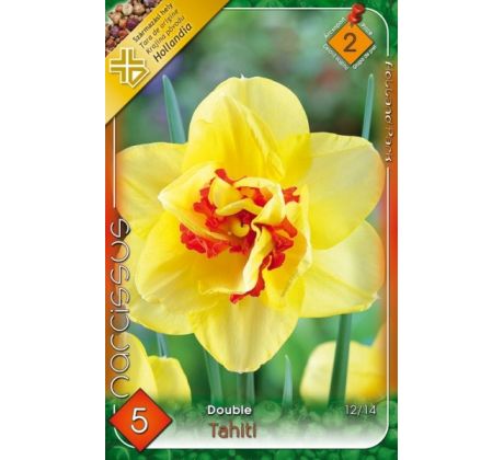 Narcissus Double - Tahiti