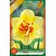 Narcissus Double - Tahiti
