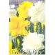 Narcissus Double - Duo White & Yellow