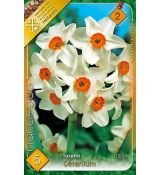 Narcissi Tazetta - Geranium