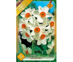 Narcissi Tazetta - Geranium