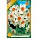 Narcissi Tazetta - Geranium