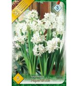 Narcissi Indoor - Totus Albus Paperwhite