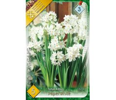 Narcissi Indoor - Totus Albus Paperwhite