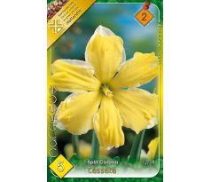 Narcissi Split Corona - Cassata
