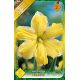 Narcissi Split Corona - Cassata