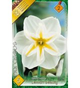 Narcissi Split Corona - Lemon Beauty