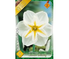 Narcissi Split Corona - Lemon Beauty