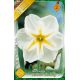 Narcissi Split Corona - Lemon Beauty