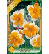 Narcissi Split Corona - Orangery