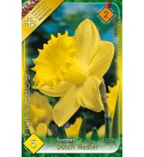 Narcissus Trumpet - Dutch Master