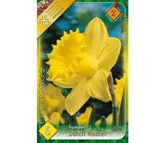 Narcissus Trumpet - Dutch Master